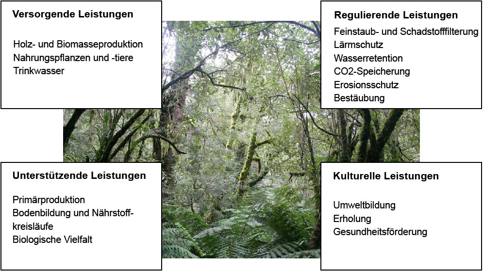 In Kästchen die vier Formen von Ökosystemleistungen am Beispiel eines Waldes, im Hintergrund ein Wald.